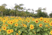 ����һƬ���տ�