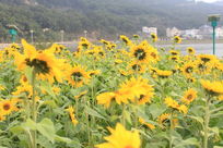 ·�Ʊߵ����տ�