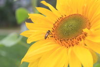 �۷��������տ���