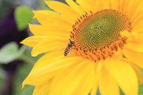 �۷������տ�