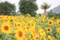 �����۵����տ�