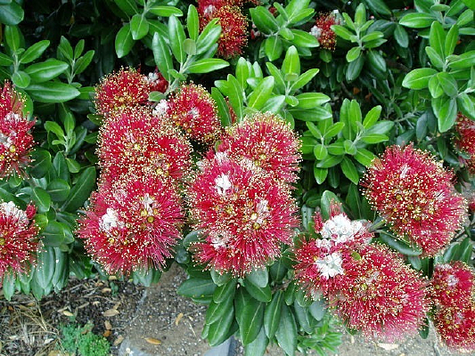 ���صĺ�ɫ����