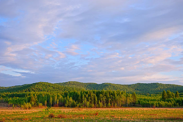 ɽ�ֲݵ���ƹ�