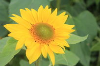 ʢ�������տ�