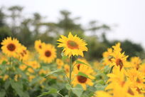 ���տ�������д