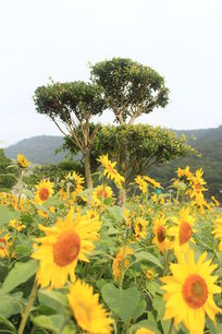 С��ǰ�����տ�