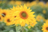 �����µ����տ�