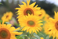 һ�����տ�