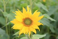 һ�����տ���д