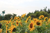 ӭ����չ�����տ�