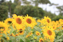 ��������տ���