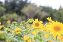 ׼�����ŵ����տ�