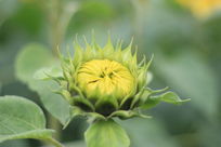 ׼�����������տ�