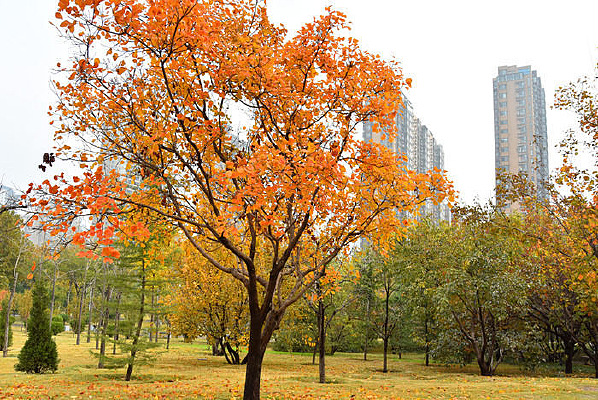 ���������Ҷ��