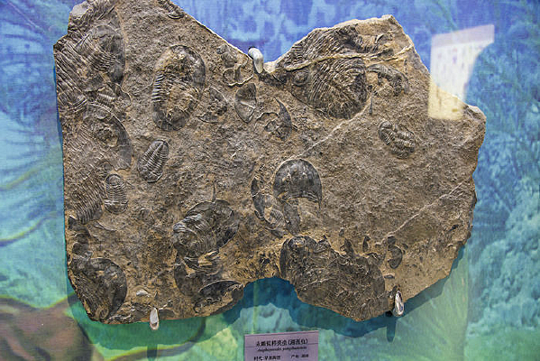 �����滯ʯ