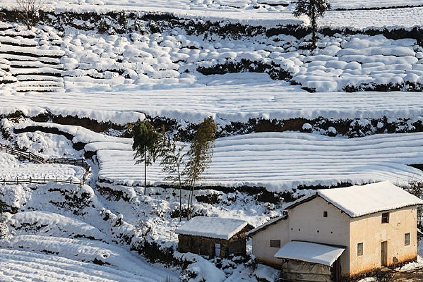 ��������ѩ����