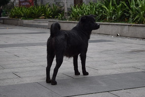 ��ɫ����