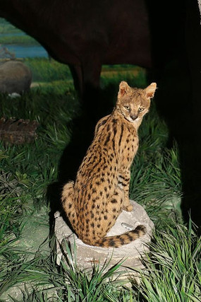 ����è�걾