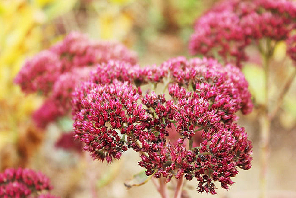 ɽ�����ݶٴ��������ﻨ��˼��