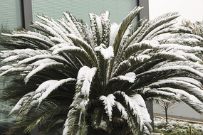 ��ѩ����ͦ��ֱ