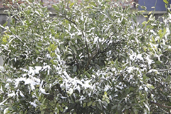 ����֦ͷ��ѩ����