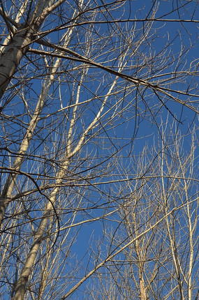 ������֦