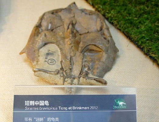 �̴��й���