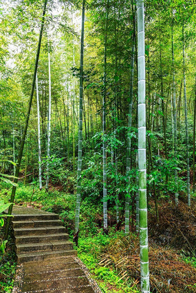 ����ɽ����