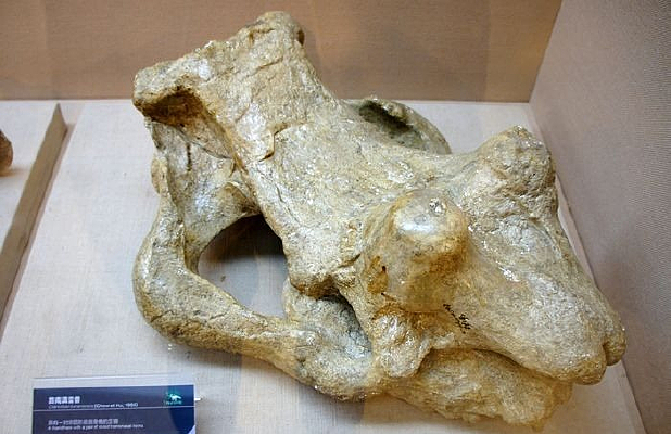 ·�ϵ�����