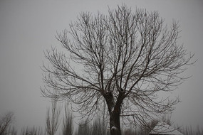 ѩ���µĴ���ͼƬ