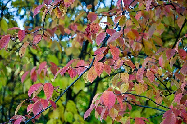 ��ɫ��Ҷ��