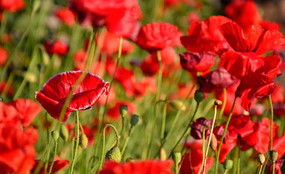 ��ɫ����