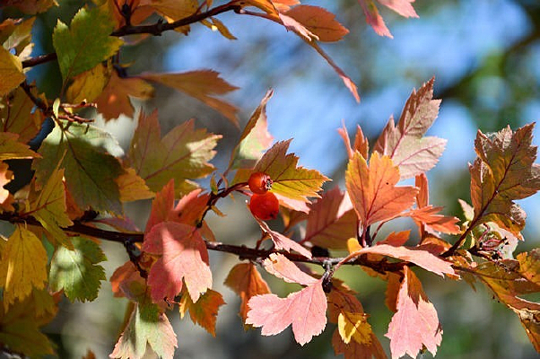 �����Ҷ��