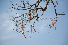 ��֦�ϵķ���