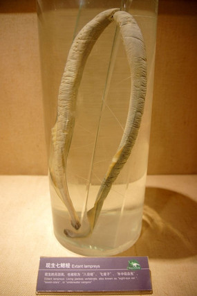 ������������ʯ