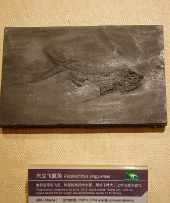 兴义飞翼鱼