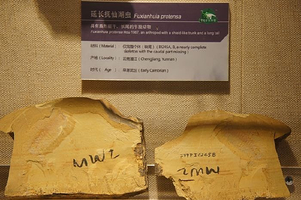 延长抚仙湖虫化石
