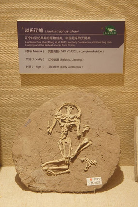 赵氏辽蟾化石