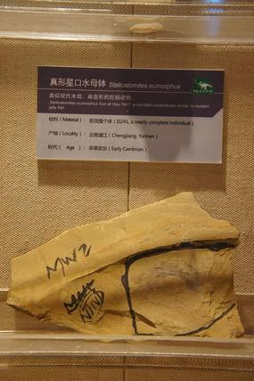真形星口水母钵化石