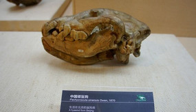 中国硕髻狗