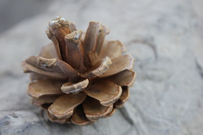 �ɿݵ��ɹ�ͼƬ