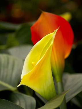 �����ʻ�