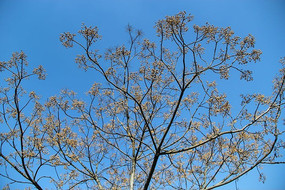 ������֦ͷ������