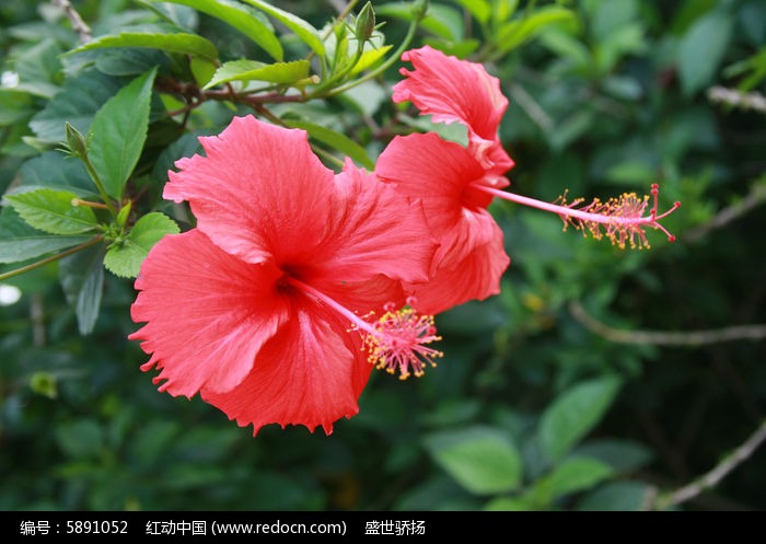 大紅花朵