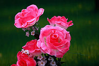 ����õ�廨