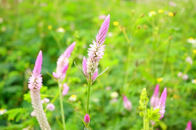 Ұ��С����