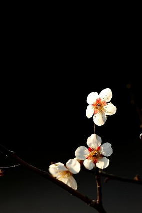 高清粉色梅花