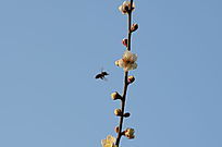 ����÷���۷�