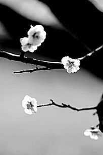 ÷������֦