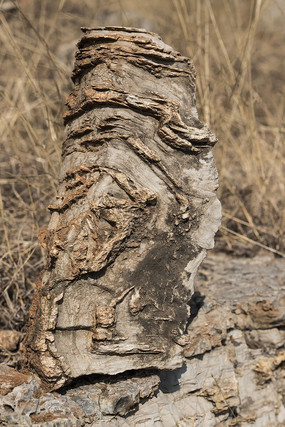 ����״��ʯ